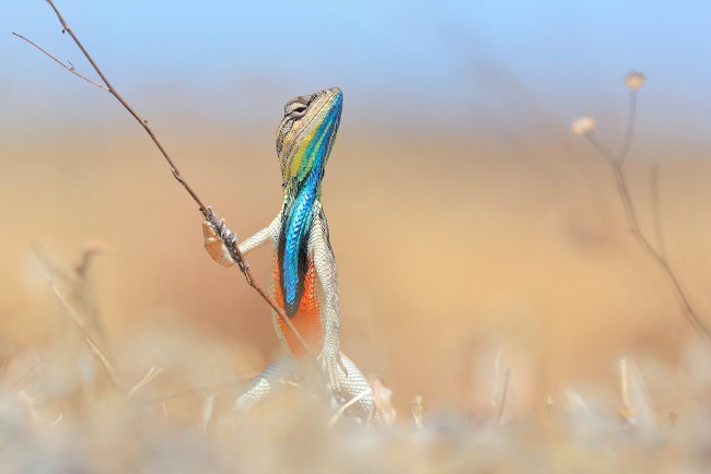 Deodhar Anup, Warrior Of The Grassland Deodhar Anup, Warrior Of The Grassland