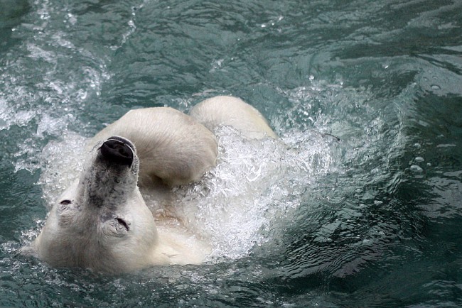 Lesniara Victoria, Out For A Swim