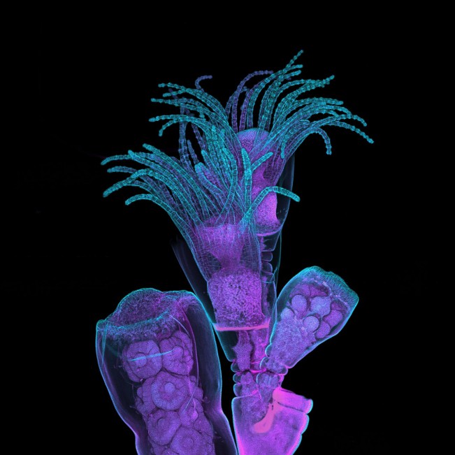 Zgoda Teresa, Obelia Hydroid Zgoda Teresa, Obelia Hydroid