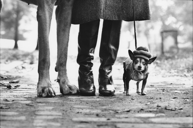 Elliott Erwitt, Dog Legs Elliott Erwitt, Dog Legs. USA, New York City, 1974