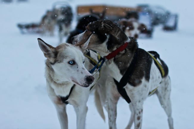 Oguzhan Erim, Kiruna Oguzhan Erim, Kiruna. Cani da slitta in Svezia