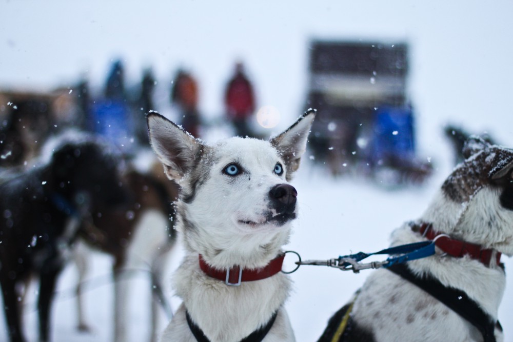 Oguzhan Erim, Kiruna. Cani da slitta in Svezia