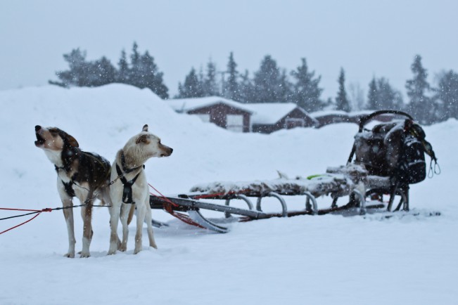 Oguzhan Erim, Kiruna Oguzhan Erim, Kiruna. Cani da slitta in Svezia