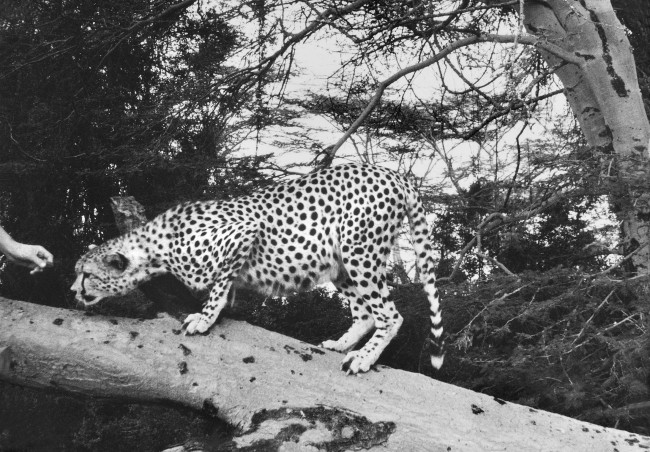 Imer Guala, fotografia in bianco e nero. A Mantova, la mostra "Imer Guala. Taccuino di viaggio. Memorie e segni d'Africa 1958"