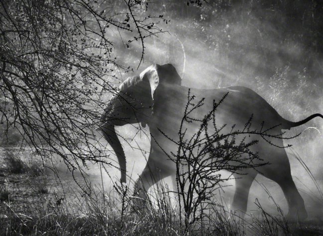 Sebastião Salgado, Kafue National Park, Zambia, 2010 © Sebastião Salgado/Amazonas Images/Contrasto, Kafue National Park, Zambia, 2010. Genesi è l’ultimo grande lavoro di Sebastião Salgado, il più importante fotografo documentario del nostro tempo
