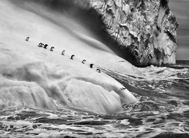 Sebastião Salgado, Isole South Sandwich, 2009 © Sebastião Salgado/Amazonas Images/Contrasto, Isole South Sandwich, 2009. Genesi è l’ultimo grande lavoro di Sebastião Salgado, il più importante fotografo documentario del nostro tempo