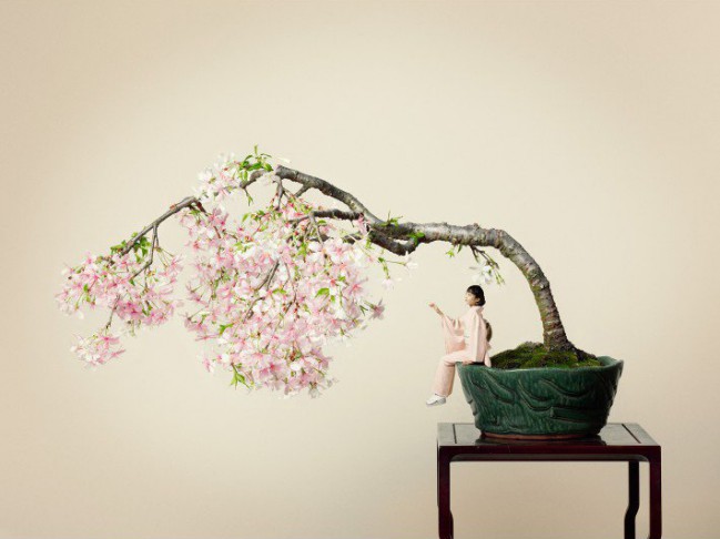Bonsai Another world by Yuichi Horikawa
