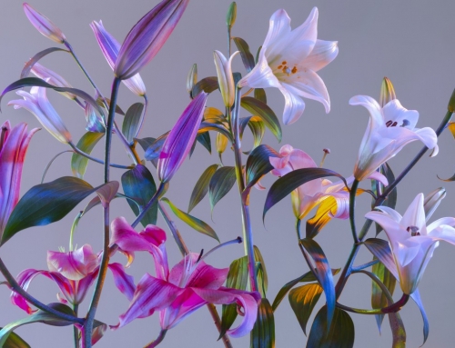 Ode ai fiori – Photosynthesis Experience