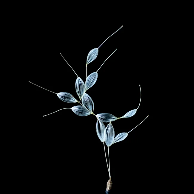 Watage Interactive Installation by Arisa Nakayama fiore blu su sfondo nero Watage Interactive Installation by Arisa Nakayama